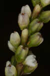 Bog smartweed